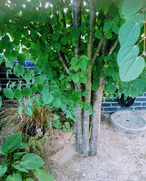 庭づくり 人気樹木のシンボルツリーのカツラの木の注意点 ４年目の様子 バリアフリーの平屋に暮らす 働く主婦の時短と節約と旅行のお話