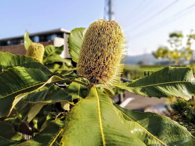 オージープランツ スワンプバンクシアの花が咲きました バリアフリーの平屋に暮らす 働く主婦の時短と節約と旅行のお話